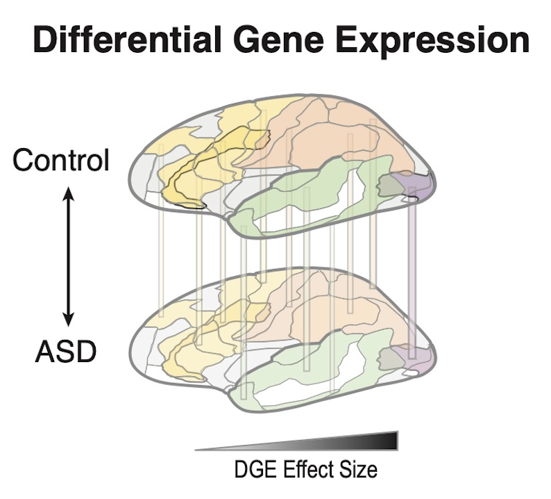 Differential Gene Expression diagram